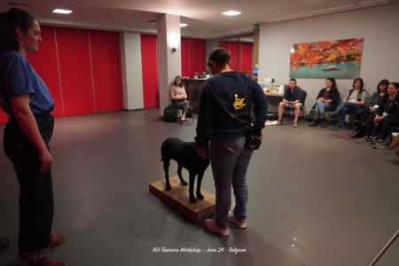 Chien d'aide Osmose