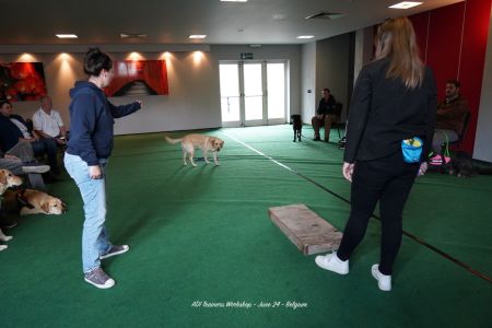 Chien d'aide Osmose