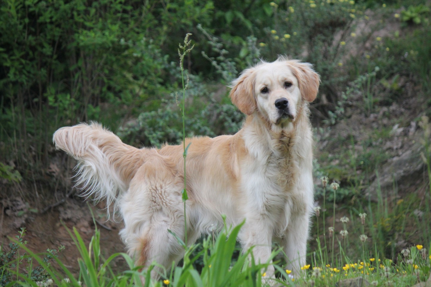 Chien d'assistance Os'mose