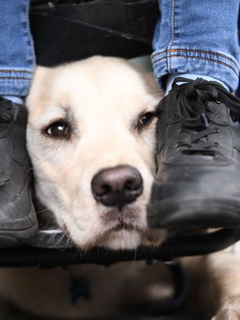 Chiens d'assistance