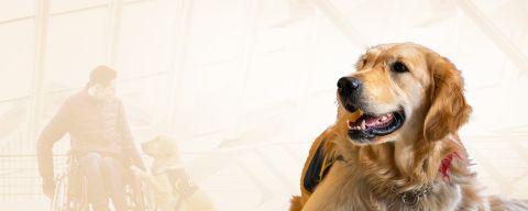 Chiens d'assistance
